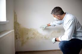 Trusted Wallis, TX Mold Remediation Experts